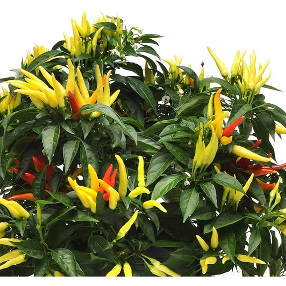 Mountain Valley Seed Company 300 mg Chilly Chili Ornamental Pepper Plant Seeds, Non-GMO