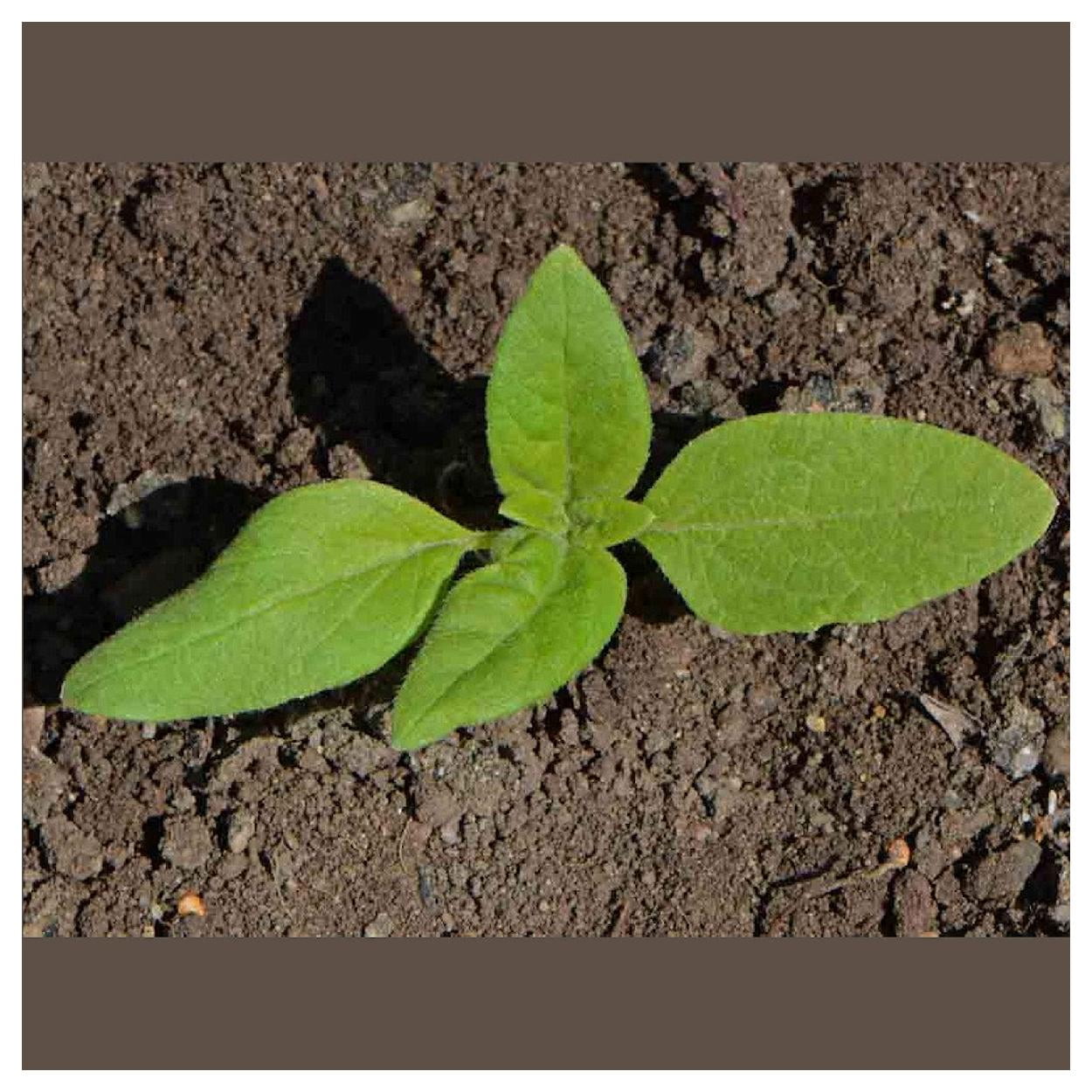 Everwilde Farms - 1 lb Dwarf Sungold Sunflower Garden Flower Seeds - Gold Vault Bulk Seed Packet