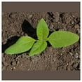 thumbnail image 3 of Everwilde Farms - 1 oz Dwarf Sungold Sunflower Garden Flower Seeds - Gold Vault Bulk Seed Packet, 3 of 4