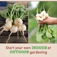 thumbnail image 3 of Harris Seeds Pearl Organic Radish, White Round Roots for Fresh Use, 250 Count, 3 of 7