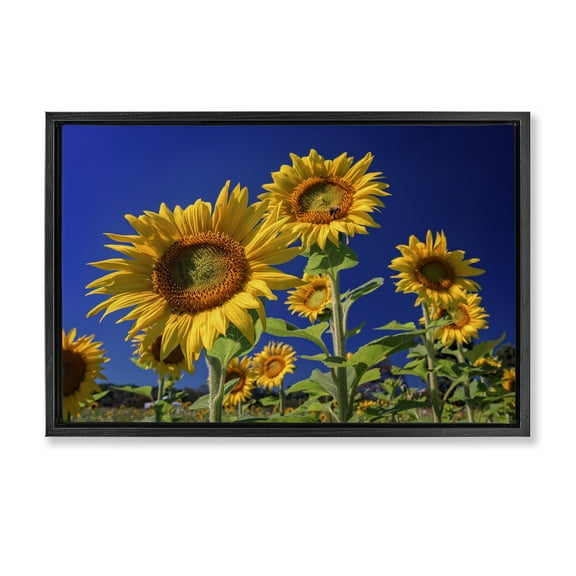 Stupell Industries Bright Sunflowers with Blue Sky Plants & Flowers Photography Black Floater Framed Canvas Art Print Wall Art, 25 x 17