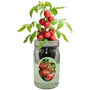 Organic mason jar hydroponic vegetable kit (Tomato- Red Robin)