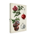 thumbnail image 2 of Trademark Fine Art 'Pomegranate Composition II' Canvas Art by Naomi McCavitt, 2 of 4