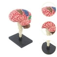 thumbnail image 6 of Almencla Human Brain Model,Desk Figure Display Model,Anatomically Model,4D Disassembled for Science,Classroom,Student,Biology Learning, 6 of 8