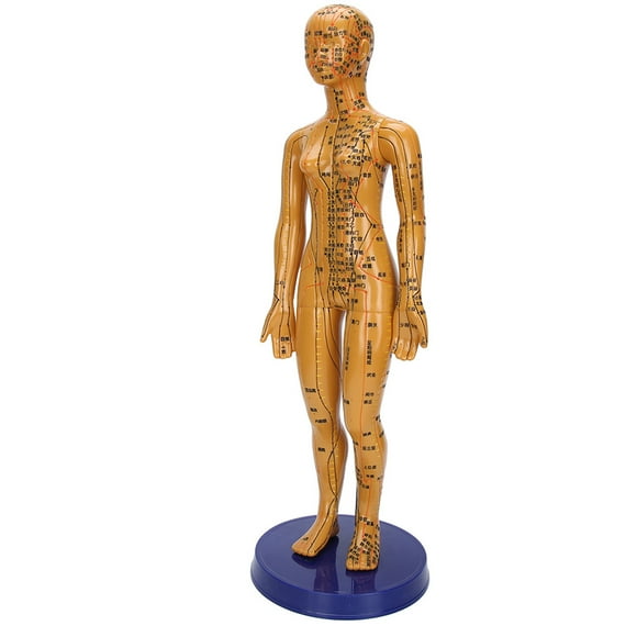 Body Acupuncture Model,Female Male Human Body Female Body Acupuncture Model Human Body Acupuncture Model Innovative Solution