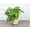 Natural, variant on Live Green Philodendron Plant - 4" Eco Pot - Natural