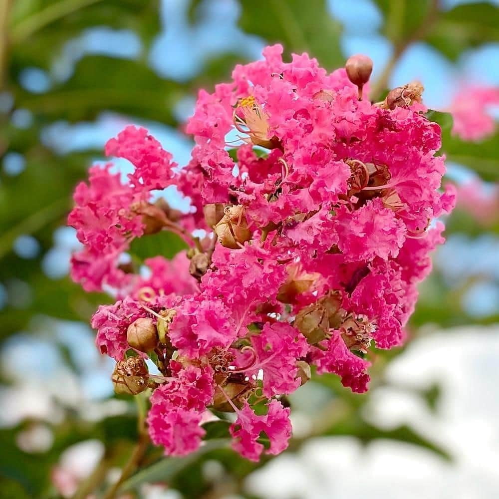 Crape Myrtle Tuscarora  30 Live Plants  Lagerstroemia Indica  Vibrant Red Flowers  Fast-Growing Ornamental Shrub  Drought-Tolerant  Garden Beauty