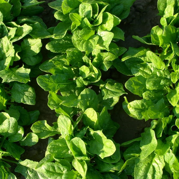 Spinach Seeds - Early Hybrid No 7 - 1 Lb ~33,600 Seeds - Spinacia oleracea - Farm & Garden Vegetable Seeds - Non-GMO, Heirloom, Open Pollinated, Annual