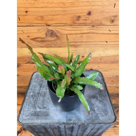 Epiphyllum Anguliger Fire Orchid Cactus, 4" Plant, The Plant Farm