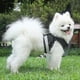 thumbnail image 5 of Sunfauo Dog Harness Medium Size Dog Lead Puppy Harness for Small Dogs Dog Harness for Medium Dogs Small Dog Black XL 2Black XLarge, 5 of 5