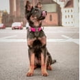 thumbnail image 6 of Ultra-modern  Waterproof Dog Collar | Adjustable Dog Collar for Large, Small and Medium Dogs | Quick Release Buckle with Durable Metal Clasp and QR Dog Tag - Boy & Girl Dog Collars - Black, 6 of 38