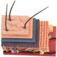 thumbnail image 1 of 4D Human Skin Model Hair Organs Assembling Puzzle Model, 1 of 5