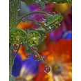thumbnail image 2 of Terrill, Steve 26x32 Black Ornate Wood Framed with Double Matting Museum Art Print Titled - OR, Multnomah Co, Garden flowers reflect in dew, 2 of 4