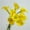 Yellow, variant on HAOSHICS 9pcs Artificial Calla Lilies, Realistic Latex Calla Lily with Soft PU Stem, Elegant Flower Decoration for Bridal Wedding, Home, Party, Office, DIY Floral Arrangements