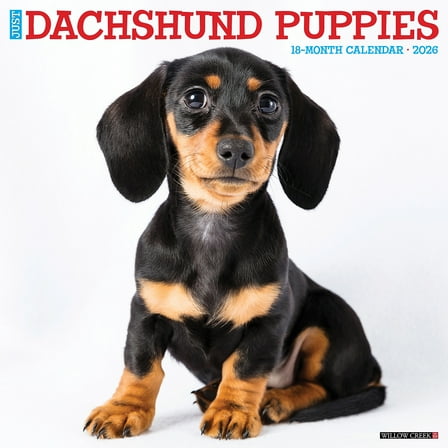 2026 Willow Creek Dachshund Puppies 12" x 12" Monthly Wall Calendar (50927)