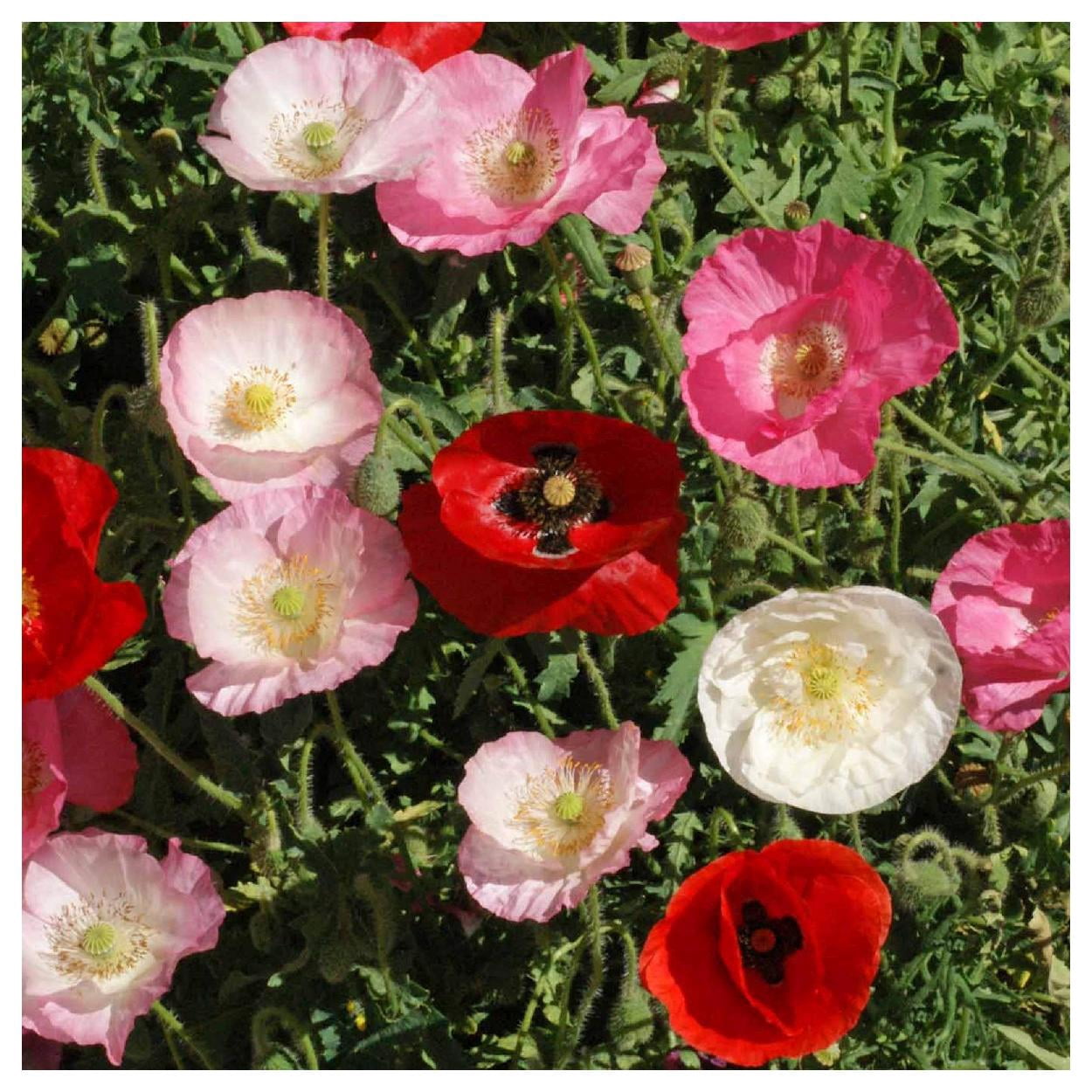 Everwilde Farms - 1 lb Mixed Single Poppy Garden Flower Seeds - Gold Vault Bulk Seed Packet