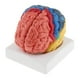 thumbnail image 1 of Cabeza con forma de cerebro Modelo de cerebro anatómico, coloreado para eso, 1 of 7