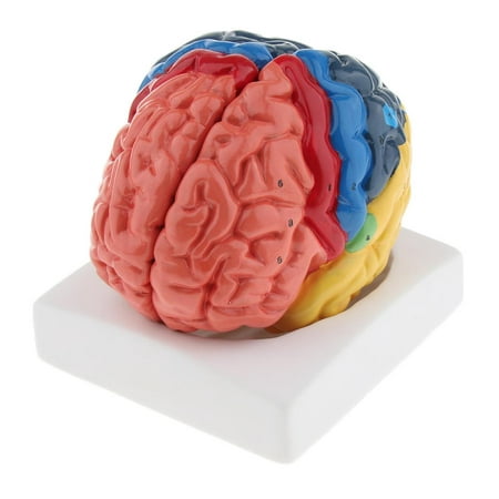 

Model with Colored and Labeled Regions - 2-Part Brain Includes Base