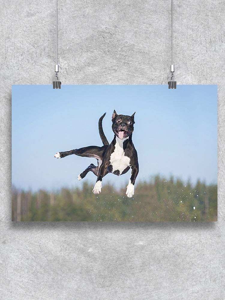 How Can Dogs Jump So High