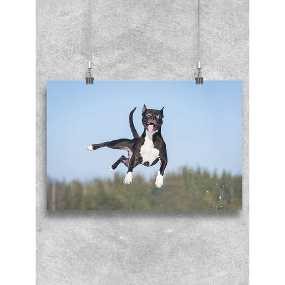 Cute Dog Jumps In The Air Poster -Image by Shutterstock