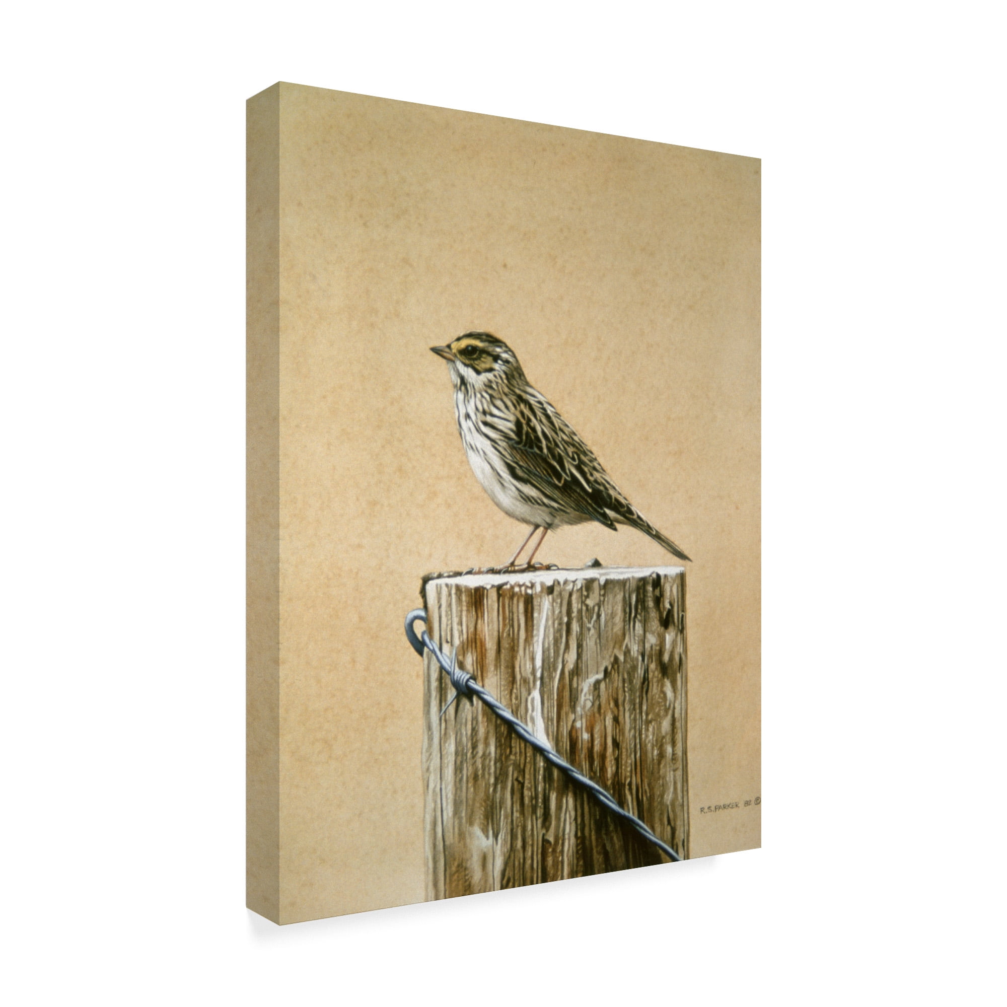 Trademark Fine Art 'Savannah Sparrow' Canvas Art by Ron Parker