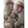 thumbnail image 2 of Goff, Ellen 25x32 Gold Ornate Wood Framed with Double Matting Museum Art Print Titled - Japan-Nagano Portrait of a Japanese macaque cuddling her baby while a relative sits beside them, 2 of 4
