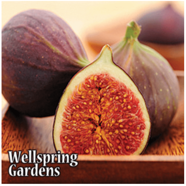 Magnolia Fig Live Plant Ficus carica Wellspring Gardens Starter