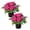 Pink, variant on Live Flowering New Guinea Impatiens - Orange (2 Plants Per Pack) - Beautiful Flowering Shade Flowers - 12" Tall by 5" Wide in 1 Qt Pot