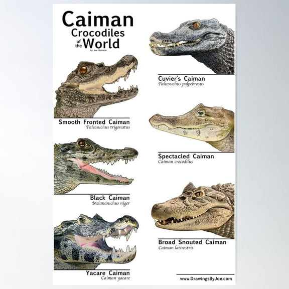 Caimans Of The World Poster Wall Art, Modern Wall Decor For Living Room Bedroom, 8x12 UNFRAMED