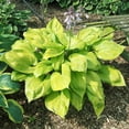 thumbnail image 3 of Hosta 'Sum and Substance', 3 of 5