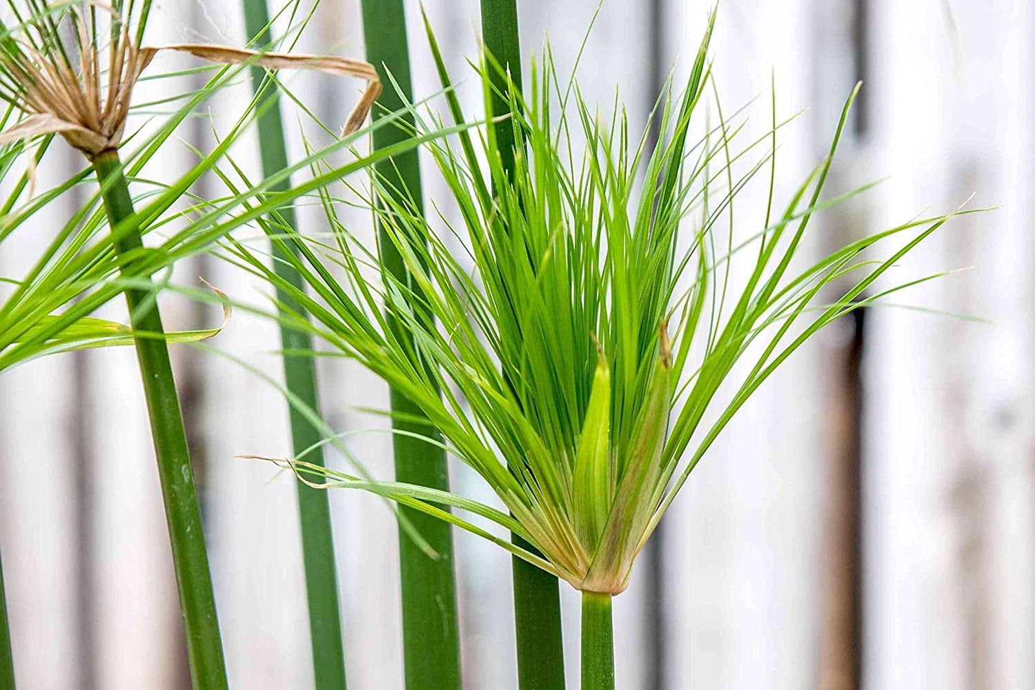 Nile Queen Papyrus  3 Live Plants  Cyperus Shade & Wet Tolerant Aquatic Foliage