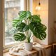 thumbnail image 1 of Artificial Monstera Deliciosa Bonsai Indoor Artificial Plants Desktop Ornament Suitable For Home Decoration In Living Rooms Offices And Bedrooms, 1 of 6