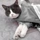 thumbnail image 4 of Cat Bathing Bag, Cat Shower Bag, Adjustable Pet Grooming Bag, Dog Kitten Breathable Washing Bag, 4 of 5