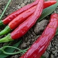 thumbnail image 1 of Thai Culinary Pepper Seeds - 250 mg ~30 Seeds - Heirloom, Open Pollinated, Non-GMO, Farm & Vegetable Gardening Seeds - Hot Pepper - AKA: Thai Dragon Pepper, 1 of 2