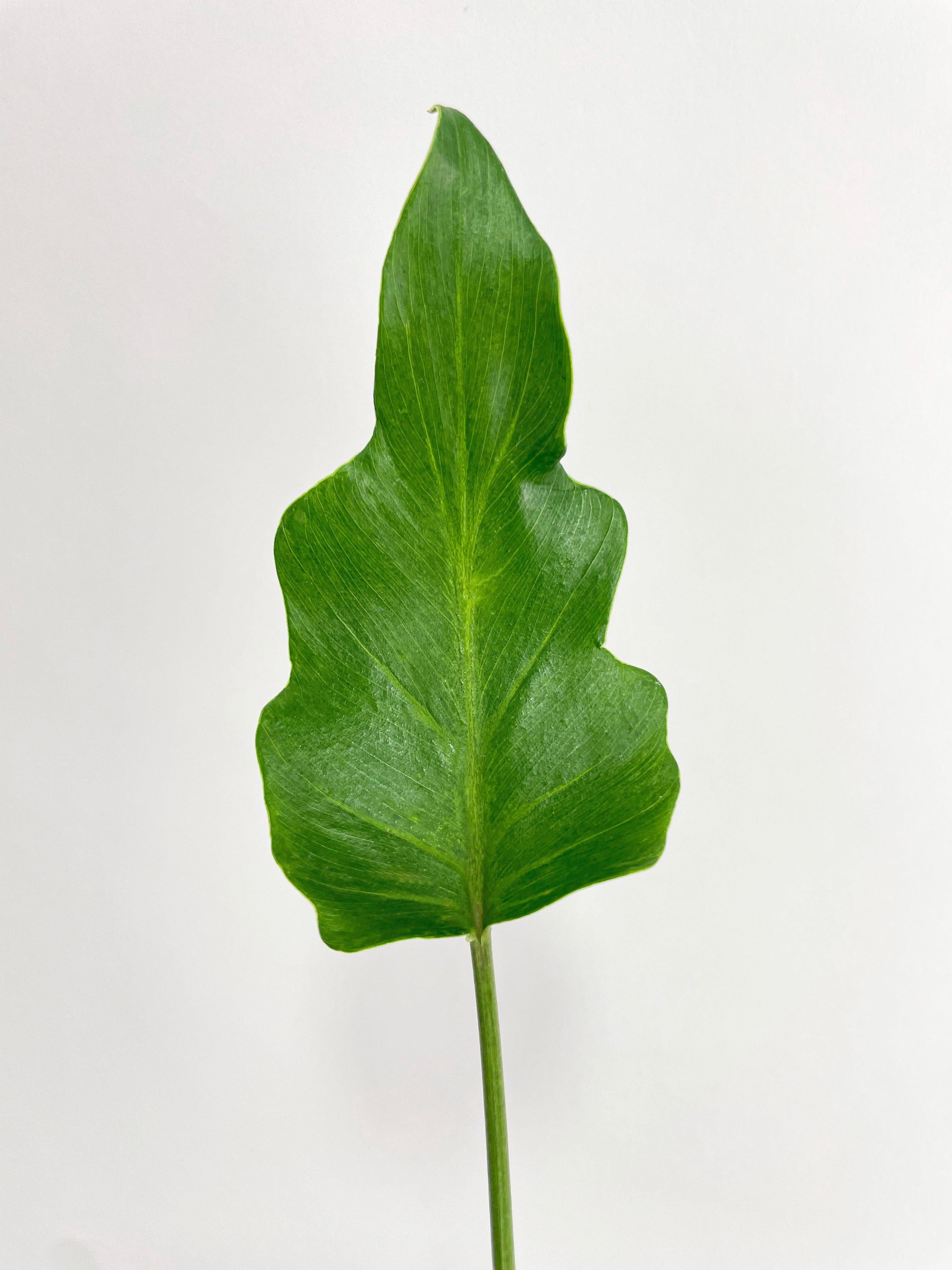 Bumble Plants Philodendron Bipinnatifidum Shangri-La - Full Live Colorful Houseplant in Nursery Pot, Easy Care, Indoor Plant for Beginners