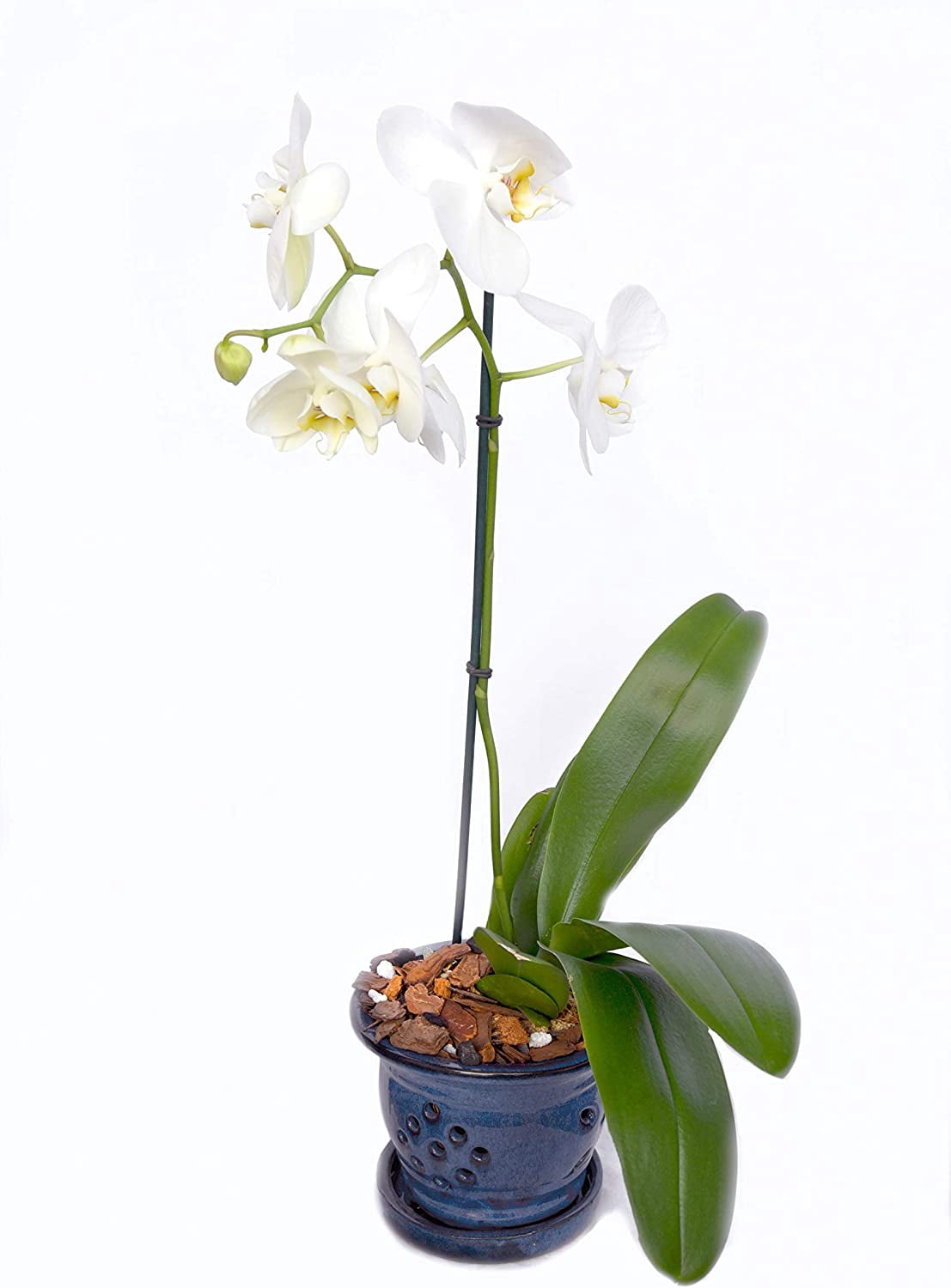 Organic Orchid Potting Mix by Perfect Plants - 8 Quarts