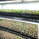 thumbnail image 3 of Tablero de luz LED de espectro completo para el crecimiento de plantas, luz complementaria para, 3 of 8
