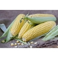 thumbnail image 2 of Honey Select Hybrid Corn Seeds, 2 of 3