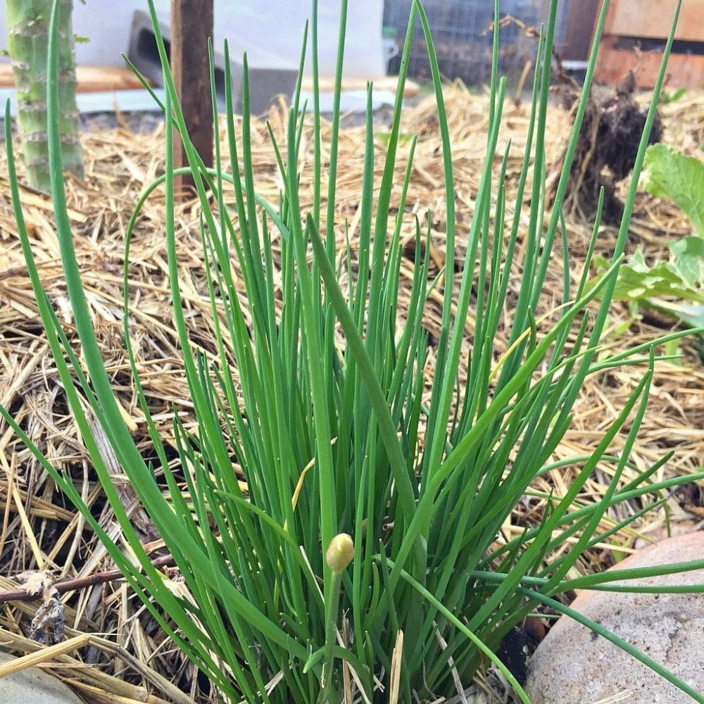 20 Mature Live Chive Plants, Live Garlic Chives Indoor Outdoor Landscape, 3-5'' Tall