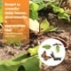 thumbnail image 5 of Naturaleza de Crecimiento Educación, 5 of 9