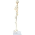 thumbnail image 2 of "Axis Scientific 31"" Mini Human Skeleton Model with Metal Stand, Removable Arms and Legs, Includes Product Manual", 2 of 14