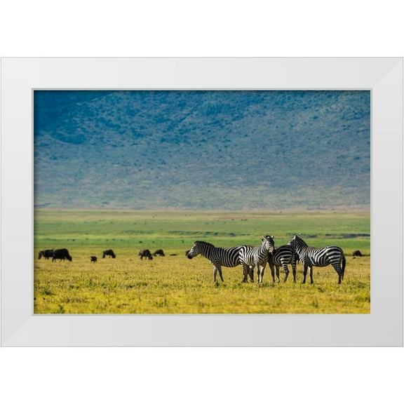 Pitamitz, Sergio 14x11 White Modern Wood Framed Museum Art Print Titled - Plains zebras-Equus quagga-Ngorongoro crater-Ngorongoro Conservation Area-Serengeti-Tanzania