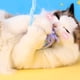 thumbnail image 3 of Bola De Hilo De Lana Para Gatos, Reduce El Aburrimiento, Juguetes Interactivos Para Gatitos, Bola De Hilo Resistente A Mordeduras Para Suministros Para Mascotas, 3 of 7