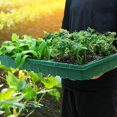 thumbnail image 2 of Bandejas de plántulas de semillas de invernadero Germinación de plantas de flores Caja de cultivo Macetas para viveros Invernaderos Jardinería, 2 of 5