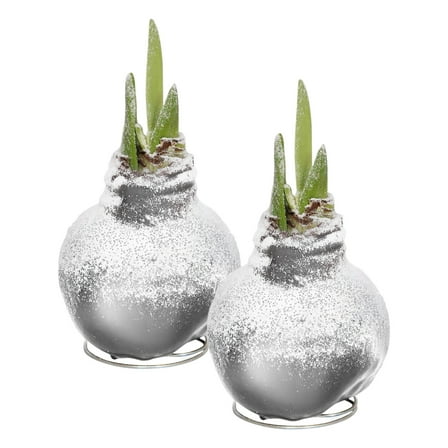 Snow Flecked Waxed Amaryllis Bulb - Glittering Gold Wax, Blooms Red (2 Plants Per Pack) - Easy Care - No Watering Needed! Beautiful Holiday Décor