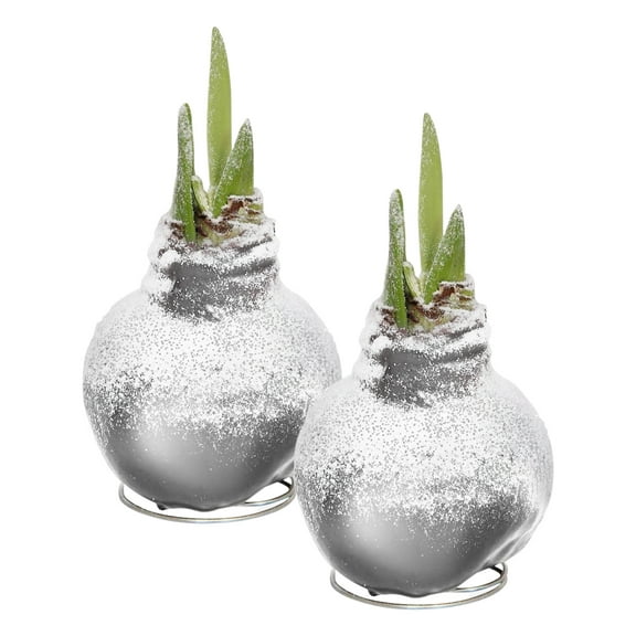 Snow Flecked Waxed Amaryllis Bulb - Glittering Gold Wax, Blooms Red (2 Plants Per Pack) - Easy Care - No Watering Needed! Beautiful Holiday Décor