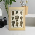 thumbnail image 5 of Cone Shell pl. 318 -Framed Print w/glass-Natural Wood, 5 of 8
