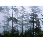 Panoramic Images  Silhouette of trees with fog Douglas Fir Hemlock Tree Olympic Mountains Olympic National Park Washington State USA Poster Print by Panoramic Images - 36 x 12