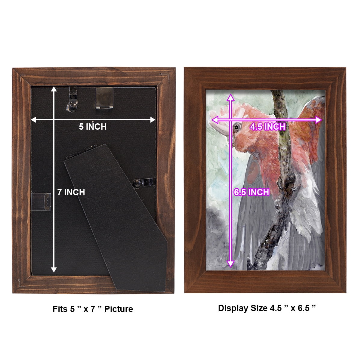 Tropic Parrot II - Framed Print w/glass - Chestnut
