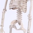 thumbnail image 4 of Halloween Poseable Skeleton Party Prop Decor Human Anatomy Model, 4 of 4